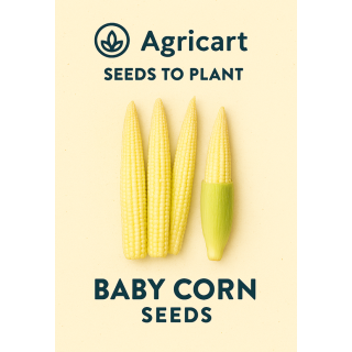 Baby Corn