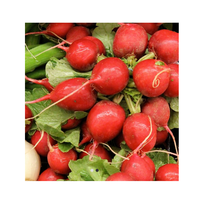 Radish Red Globe