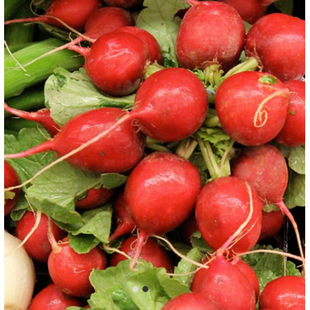 Radish Red Globe