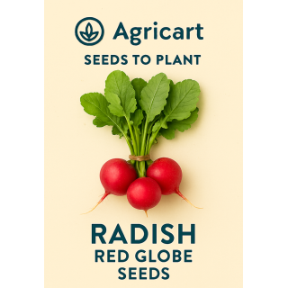 Radish Red Globe