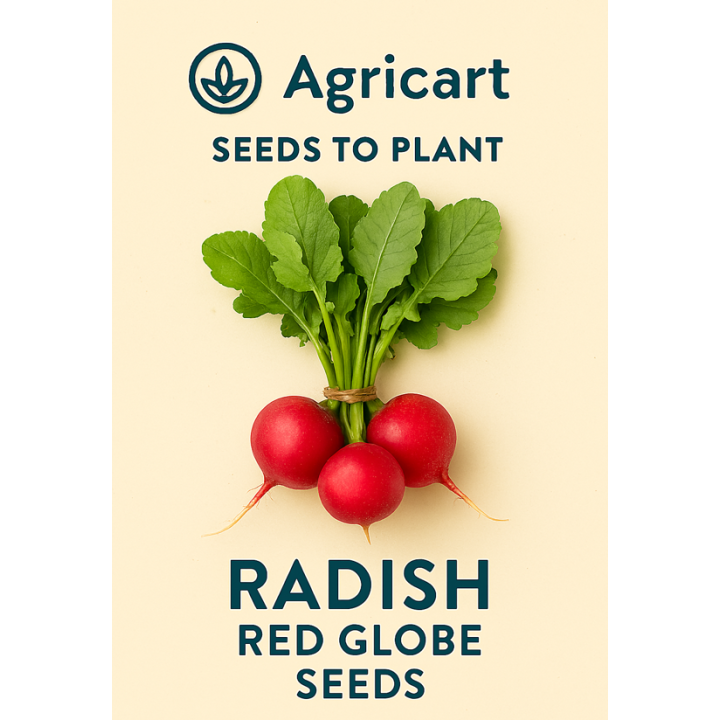 Radish Red Globe
