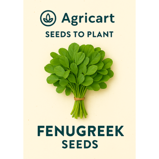 Methi(Fenugreek) Seeds