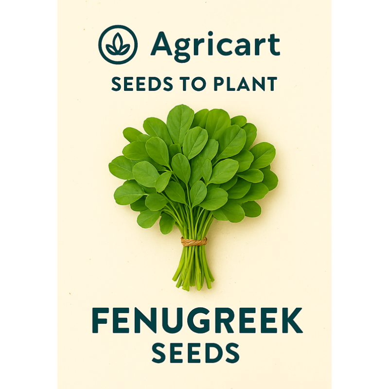 Methi(Fenugreek) Seeds