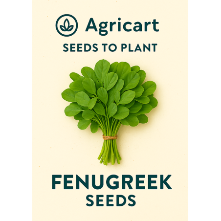 Methi(Fenugreek) Seeds