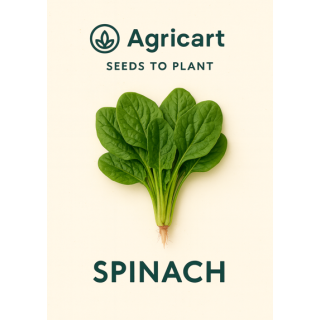 Spinach