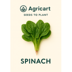 Spinach