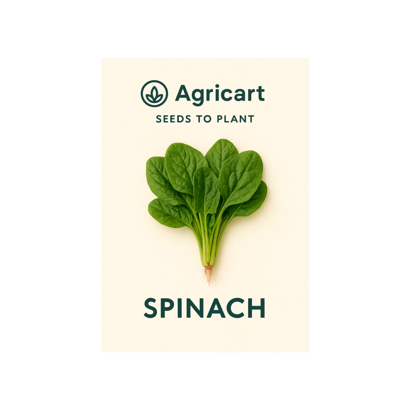 Spinach