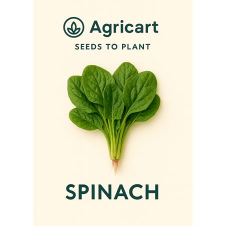 Spinach