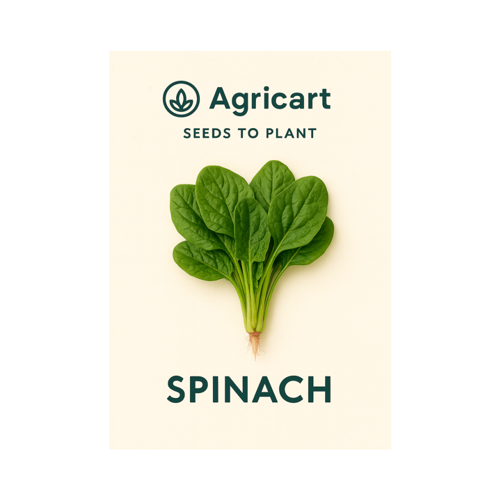 Spinach