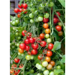 Tomato Cherry Seeds 2