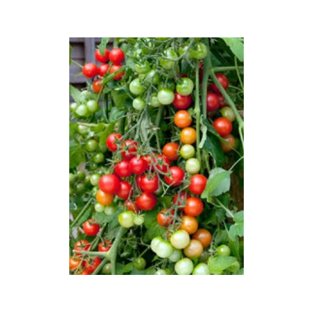 Tomato Cherry Seeds