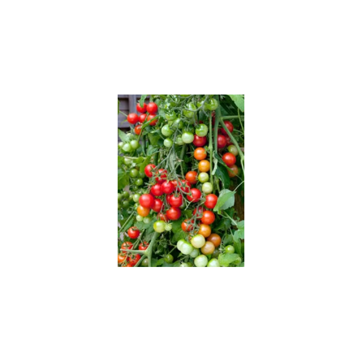 Tomato Cherry Seeds