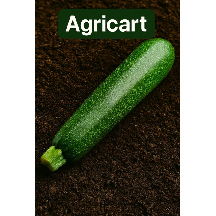 Buy Zucchini Seeds Online – Easy to Grow | Agricart