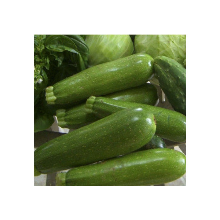Buy Zucchini Seeds Online – Easy to Grow | Agricart