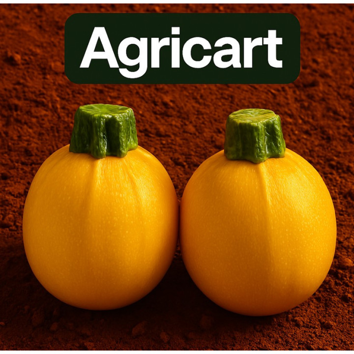 Yellow Round Zucchini Seeds – High Yield | Agricart