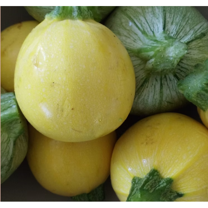 Yellow Round Zucchini Seeds – High Yield | Agricart