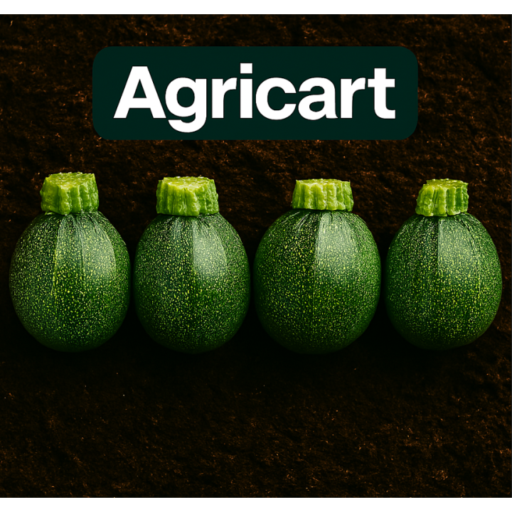 Green Round Zucchini Seeds – High Yield | Agricart