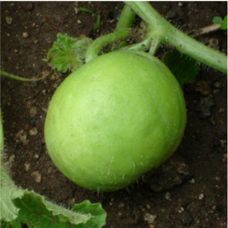 Tinda (Baby Pumpkin/Round Gourd) Seeds To Plant