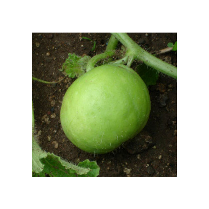 Tinda (Baby Pumpkin/Round Gourd) Seeds To Plant