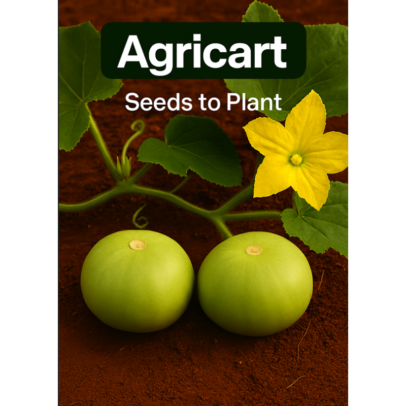 Tinda (Baby Pumpkin/Round Gourd) Seeds To Plant