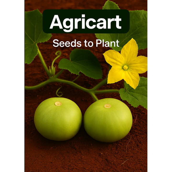 Tinda (Baby Pumpkin/Round Gourd) Seeds To Plant