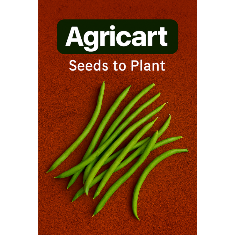 Green Beans Seeds