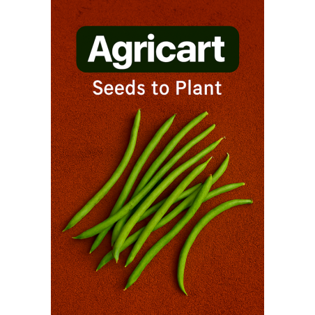 Green Beans Seeds