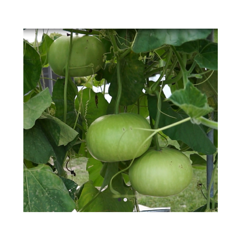Bottle Gourd Round