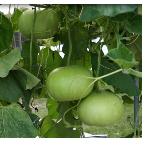 Bottle Gourd Round