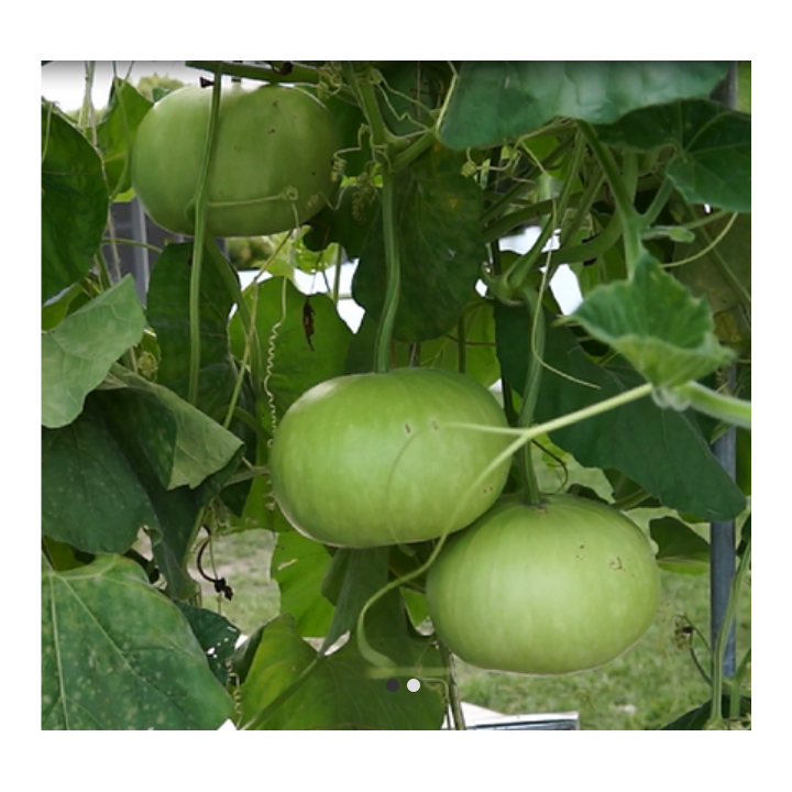 Bottle Gourd Round