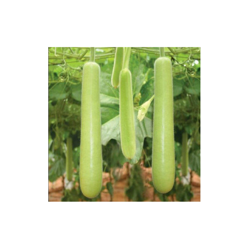Bottle Gourd Seeds