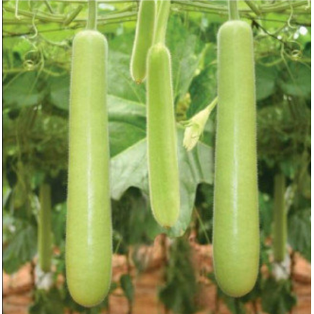 Bottle Gourd Seeds