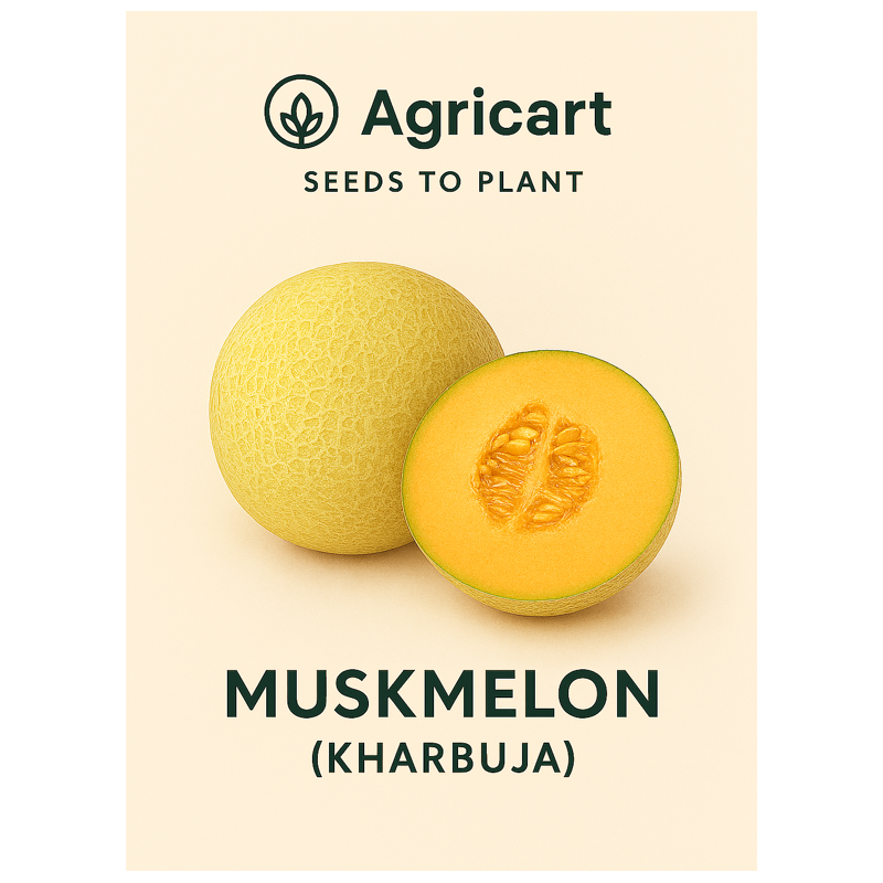 Muskmelon seeds