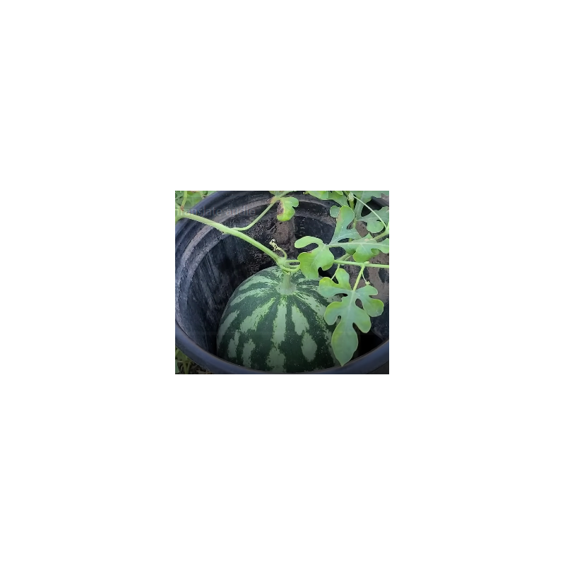 Buy Watermelon Seeds Online