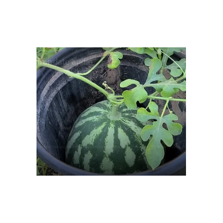 Buy Watermelon Seeds Online
