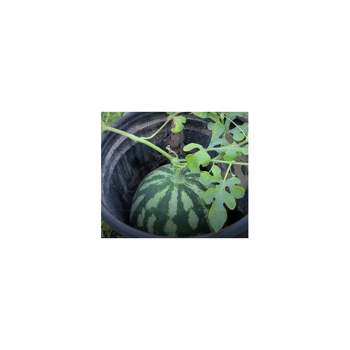 Buy Watermelon Seeds Online