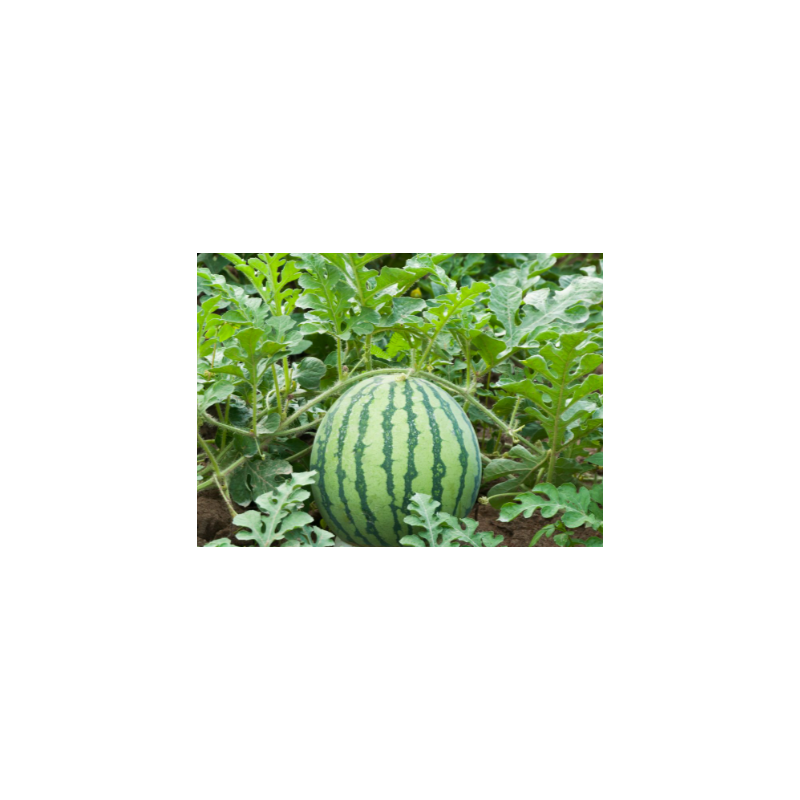 Buy Watermelon Seeds Online