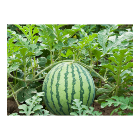 Buy Watermelon Seeds Online