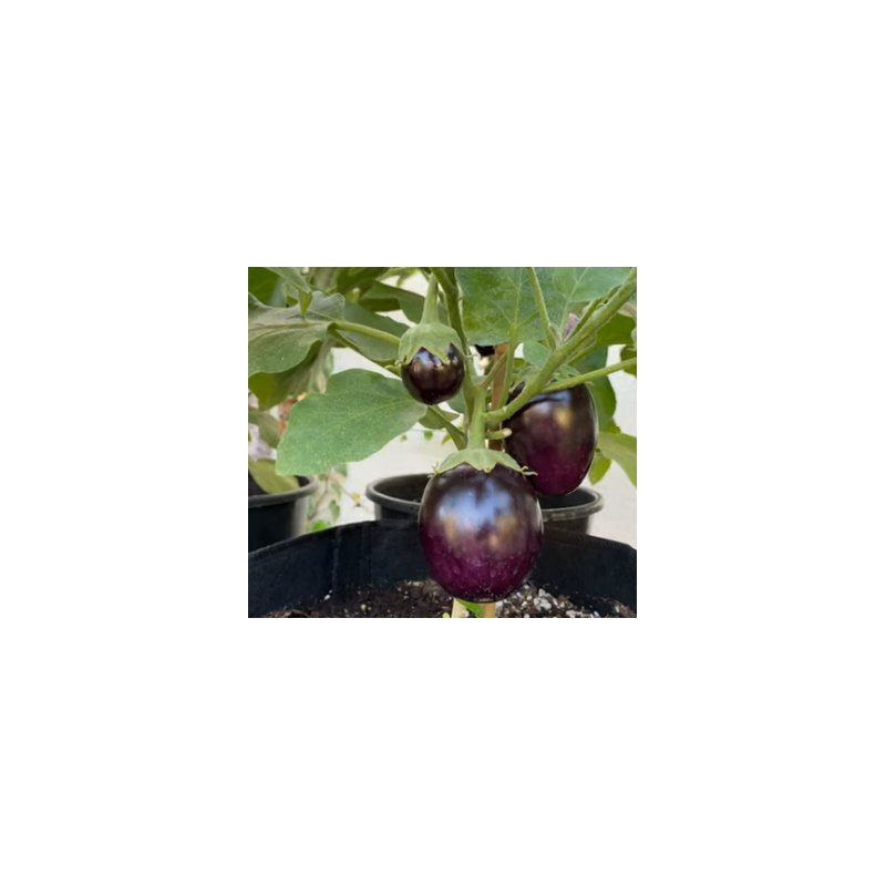 Brinjal Black (Baingun) seeds
