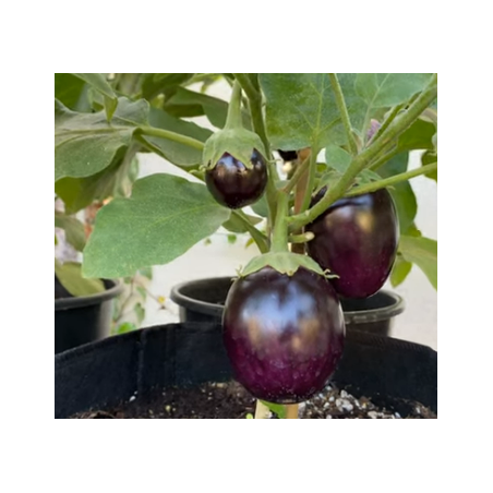 Brinjal Black (Baingun) seeds