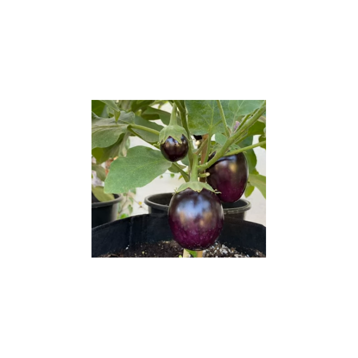 Brinjal Black (Baingun) seeds