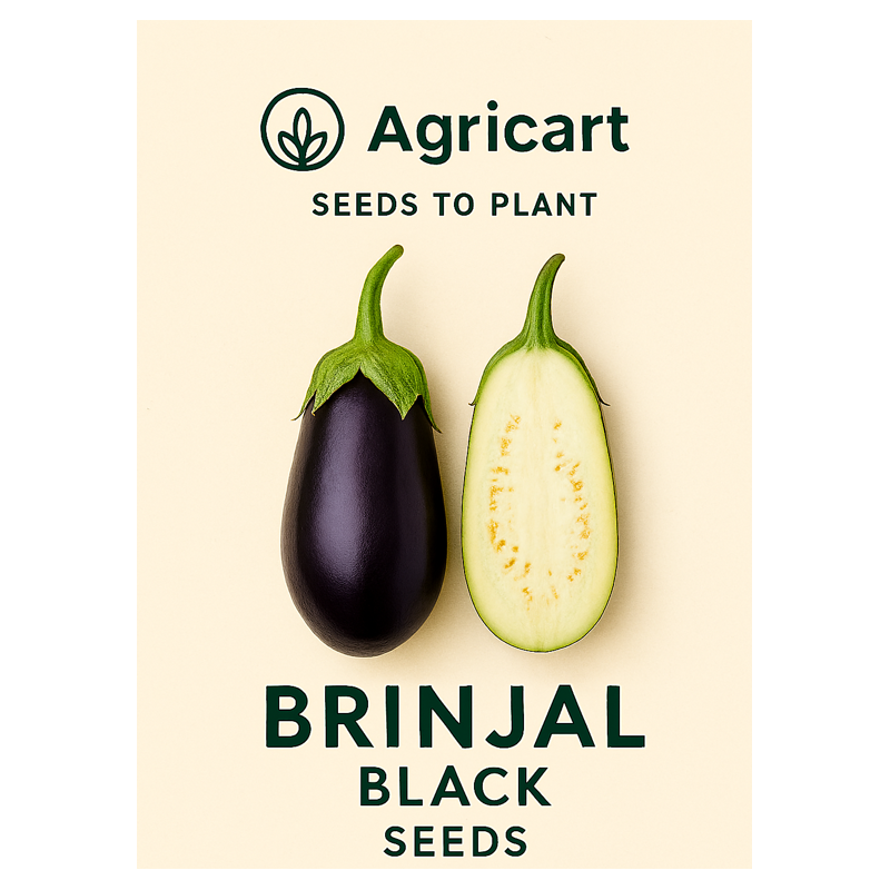 Brinjal Black (Baingun) seeds