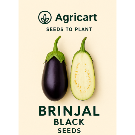 Brinjal Black (Baingun) seeds