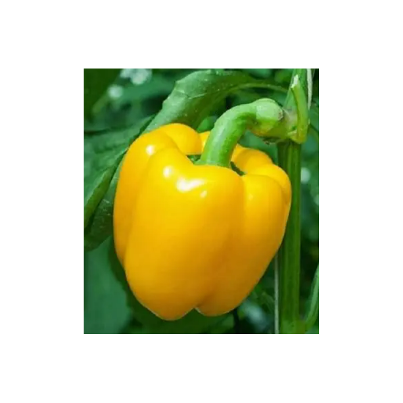 Capsicum Yellow Seeds
