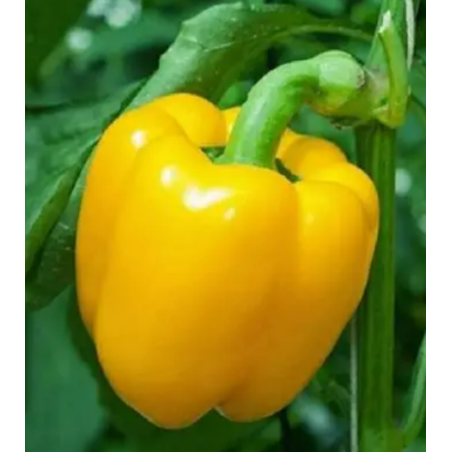 Capsicum Yellow Seeds
