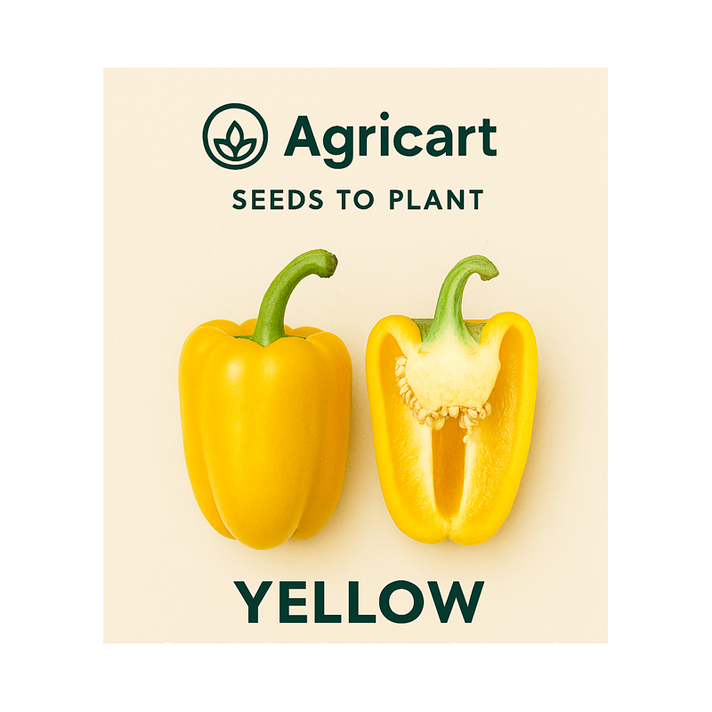 Capsicum Yellow Seeds