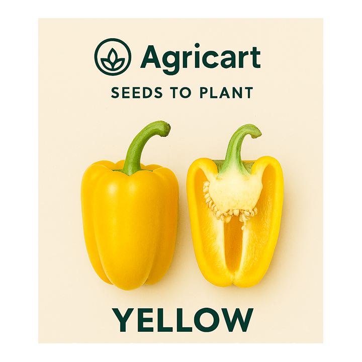 Capsicum Yellow Seeds