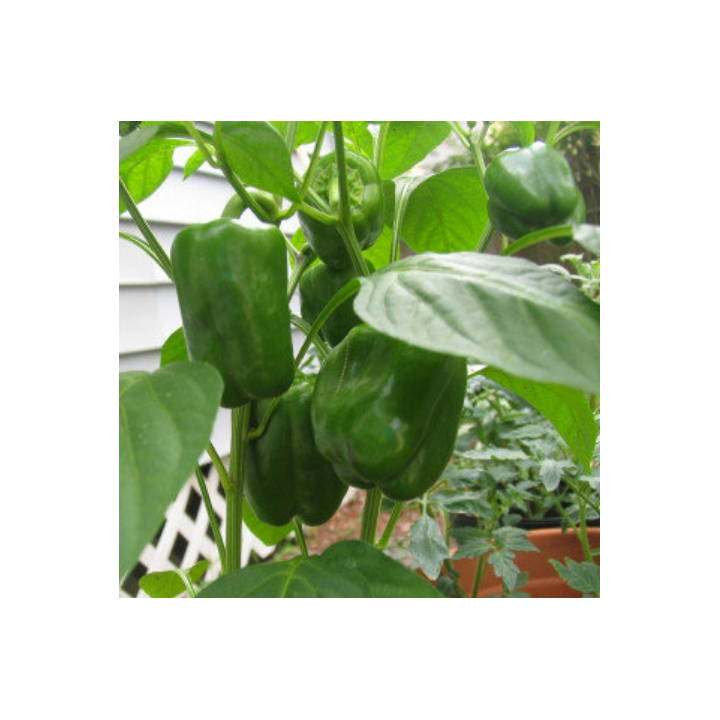 Capsicum Green Seeds
