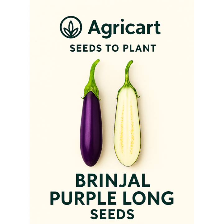 Brinjal Purple Long (Baingun) Seeds