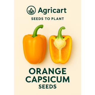 Capsicum Orange Seeds